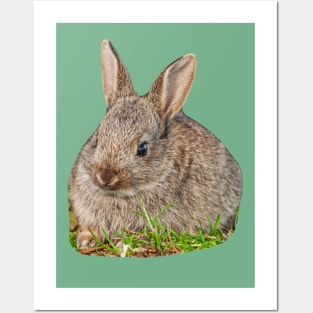 Cute Baby Wild Rabbit Posters and Art